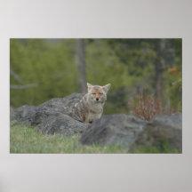 Mama Coyote Poster