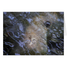 Manatee Everyday Note Card