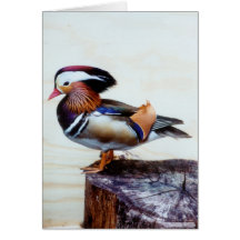 Mandarin Drake Duck Greeting Card