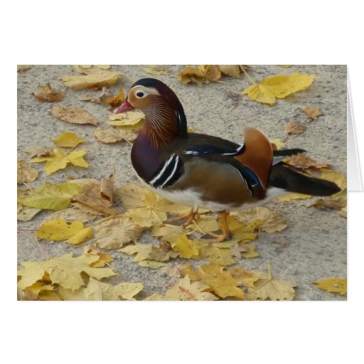 Mandarin Duck II - Postcard Grußkarten