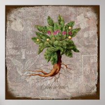 Mandrake Posters