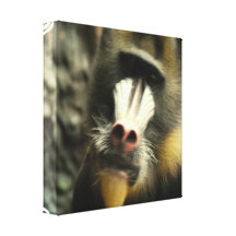Mandrill Face Canvas Print