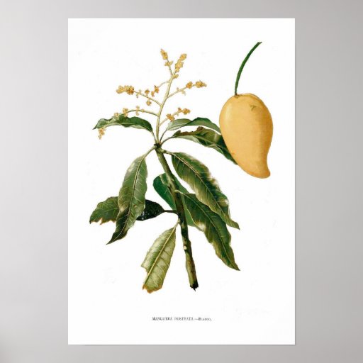 Mango Poster