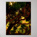 Mango Tree Poster