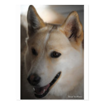 Mans best friend post cards
