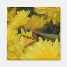 Mantis & Chrysanthemums - Magnet #4