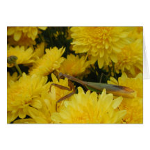 Mantis & Chrysanthemums - Note Card #1