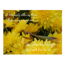 Mantis & Chrysanthemums - Postcard #2