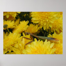 Mantis & Chrysanthemums - Poster #1