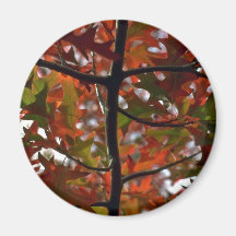 Maple In Autumn Refrigerator Magnets