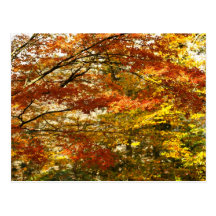 Maple tree foliage post card