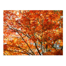 Maple tree foliage post card