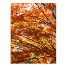 Maple tree foliage postcards