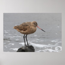 Marbled Godwit Posters