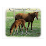 Mare and Foal 9P30D-175 Post Card