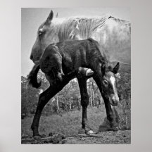 Mare & Colt Poster