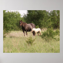 Mare With Two Day Old Filly Poster