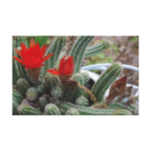 MARGIE'S CACTUS GALLERY WRAPPED CANVAS