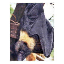 Mariana Fruit Bat Postcards