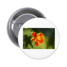 marigold badge