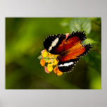 Mariposa top posters