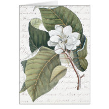 Mark Catesby Magnolia Collage w/ Essay on Flowers Card