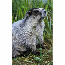 Marmot Photo Cut Outs