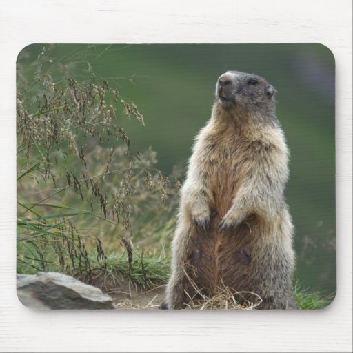 Marmota marmota mousepad