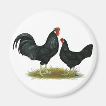 Marsh Daisy Chickens Magnets