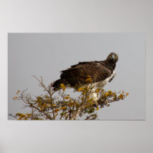 Martial Eagle Posters
