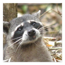 Masked Racoon Invitations