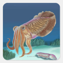 MassachusettsCuttlefish Scene Stickers