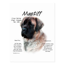 Mastiff (apricot/fluffy) History Design Postcards