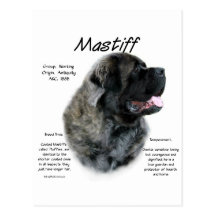 Mastiff (brindle fluff) History Design Post Card