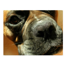 Mastiff Dog Postcard