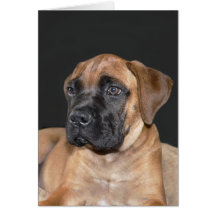 Mastiff Puppy Card