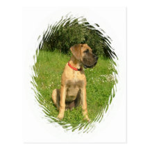 Mastiff Puppy Postcard
