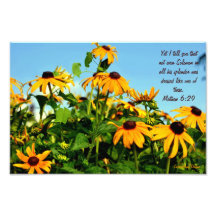 Mathew 6:29 photo art