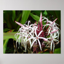 Maui flowers closeup posters