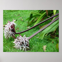 Maui flowers poster