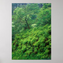 Maui Rain Forest Posters