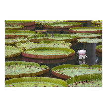 Mauritius, Pamplemousses, SSR Botanical Art Photo
