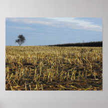 Md tree in field, DSCF7009 Poster