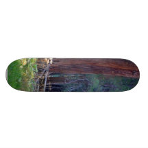 Meadows Lightrays Beams Forests Trees Skateboards