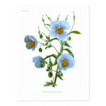 Meconopsis (blue poppy) postcard