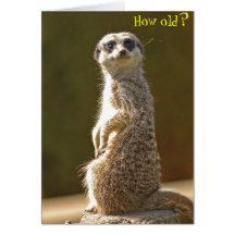 Meerkat Birthday Card -How old?