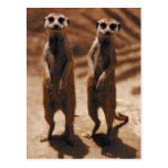 Meerkat Duo Post Card