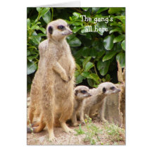 Meerkat gang birthday card