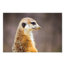 Meerkat Profile Photo Print