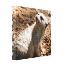 Meerkat with Dirty Face  Canvas Print